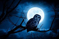 Night Owl